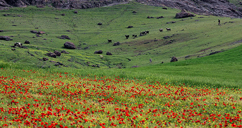 عکس روستای سرطرهان
