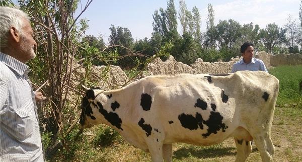 عکس گاو گلپایگانی