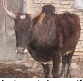 عکس گاو گلپایگانی