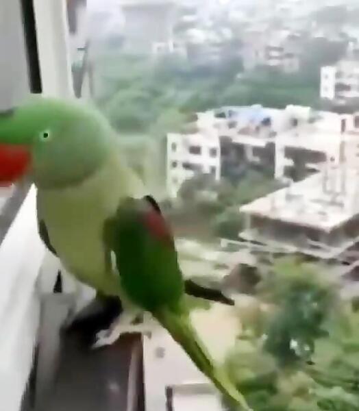 عکس شاه طوطی