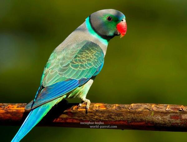 عکس شاه طوطی