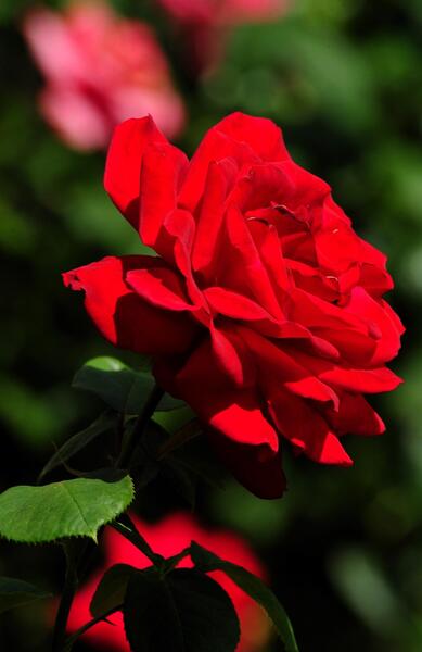 عکس زیبا گل برای تصویر زمینه