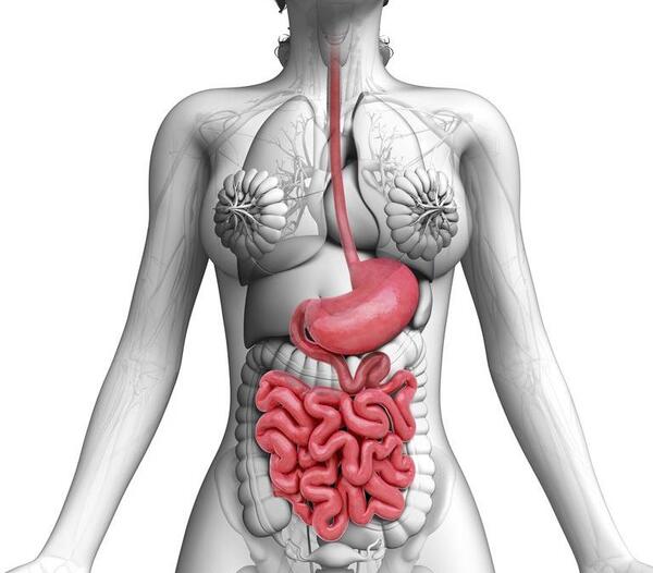 عکس ساده دستگاه گوارش