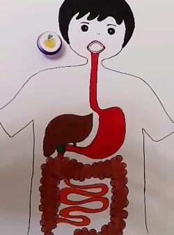 عکس ساده دستگاه گوارش