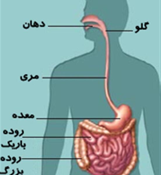 عکس ساده دستگاه گوارش