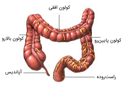 عکس ساده دستگاه گوارش