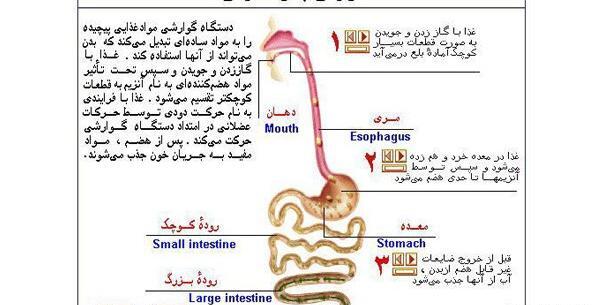 عکس ساده دستگاه گوارش