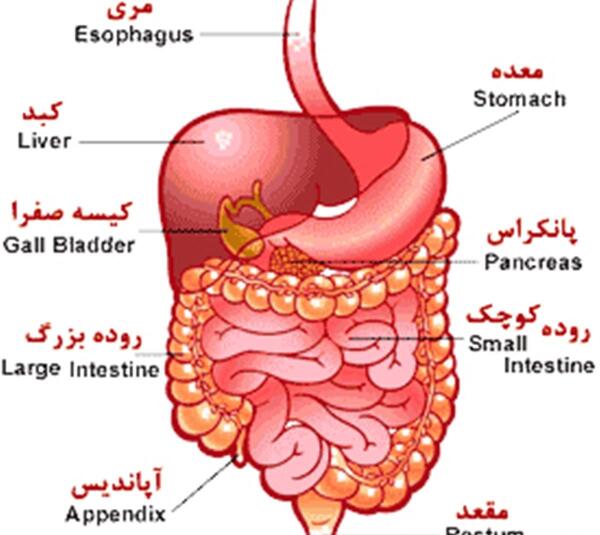 عکس ساده دستگاه گوارش