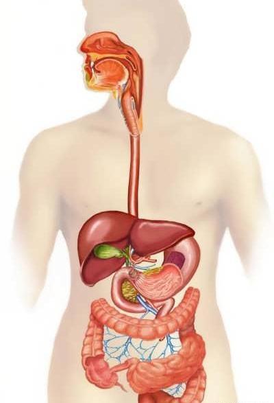 عکس ساده دستگاه گوارش