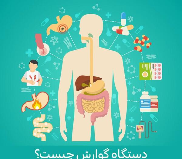 عکس ساده دستگاه گوارش