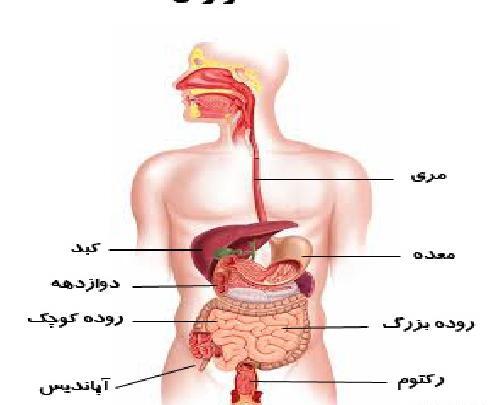 عکس ساده دستگاه گوارش
