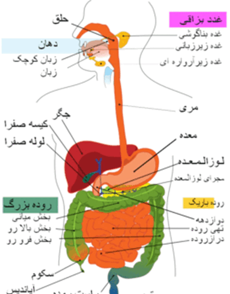عکس ساده دستگاه گوارش