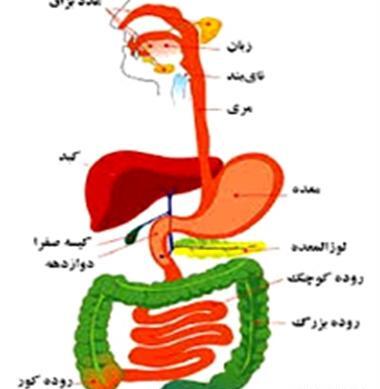 عکس ساده دستگاه گوارش