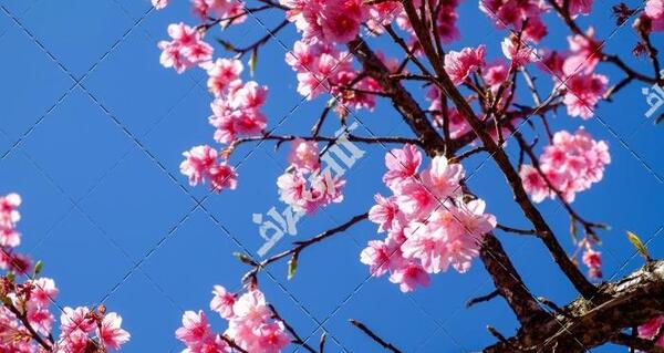 عکس منظره ی صورتی