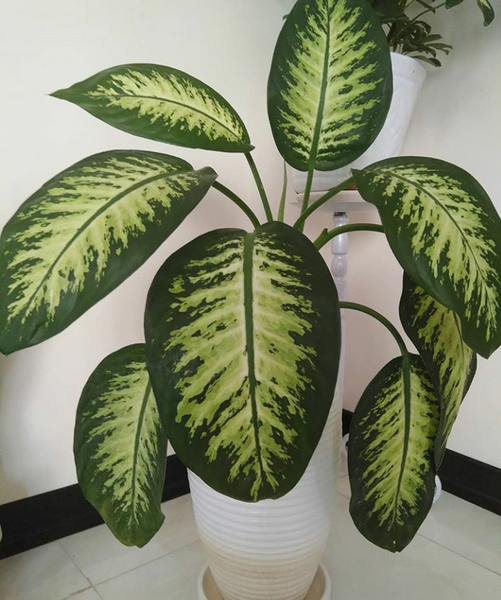عکس گل دیفن باخیا
