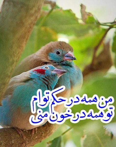 عکس پروفایل قو تنها