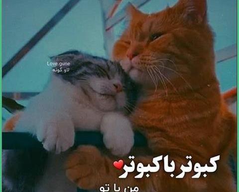 عکسهای رمانتیک گربه
