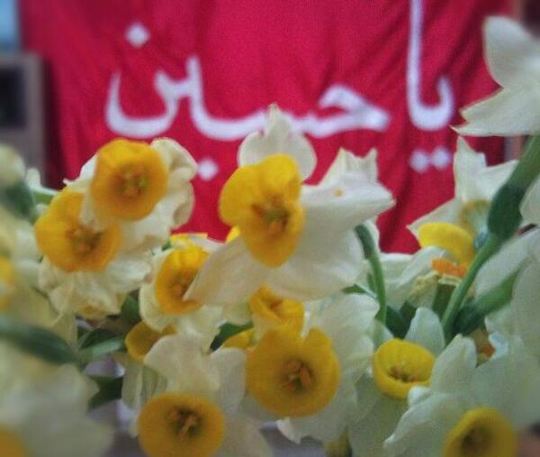 عکس گل نرگس کنار حرم