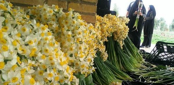 عکس گل نرگس کنار حرم