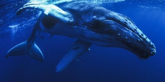 عکس واقعی وال