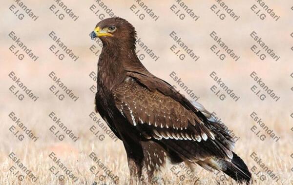 عکس چند عقاب