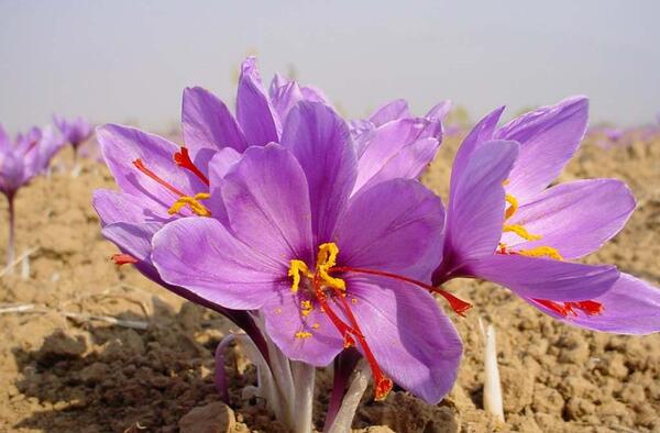 عکس ساقه زعفران