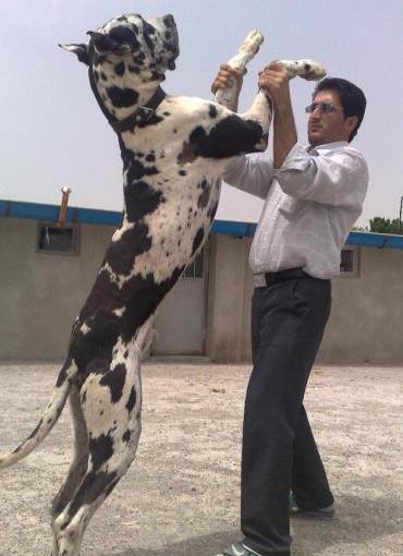 عکس سگ گریت دین
