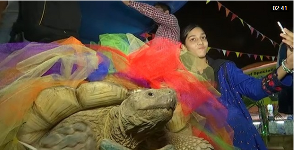 عکس لاک پشت های رنگی