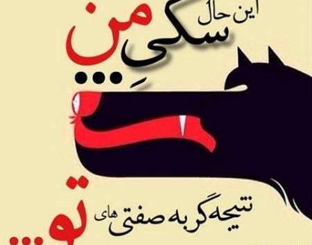 عکس گربه صفت