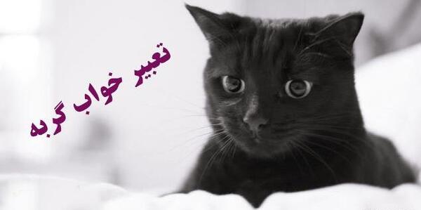 عکس گربه صفت