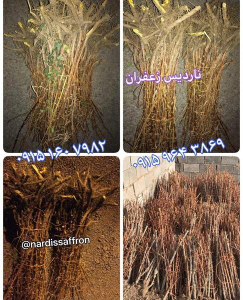 عکس ریشه زرشک