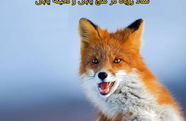 عکس روباه در دفینه یابی