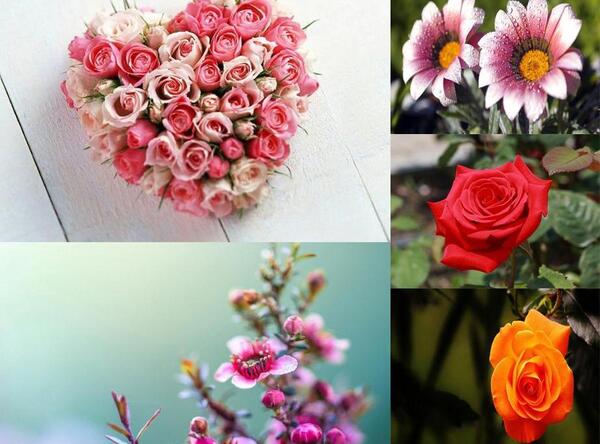 عکس های عاشقانه گل های زیبا