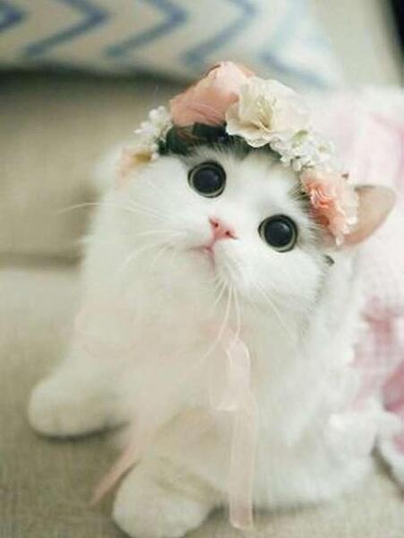 عکس گربه خوشگل