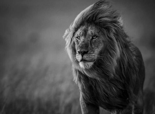عکس شیر سیاه برای پروفایل