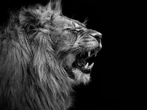 عکس شیر سیاه برای پروفایل