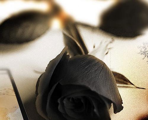 عکس رز سیاه برای تسلیت