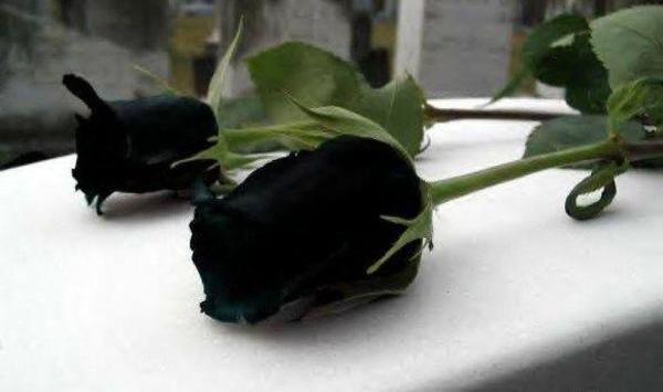 عکس رز سیاه برای تسلیت