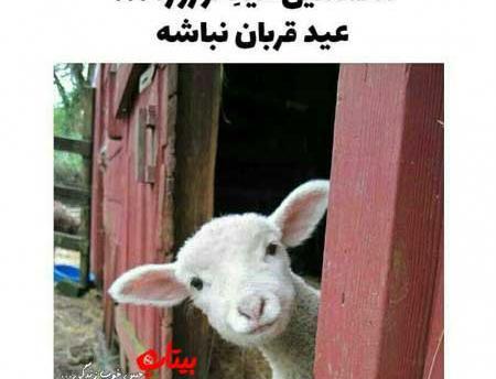 عکس های خنده دار عید قربان