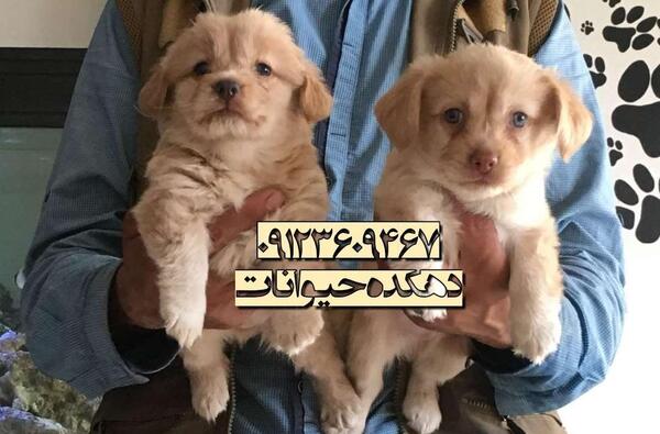 عکس سگ شیتزو تریر عروسکی