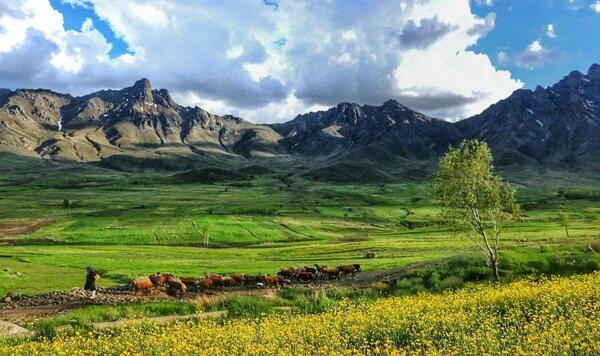عکس بهاری کردستان