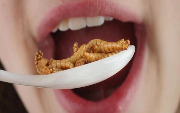 عکس غذای سوسکی