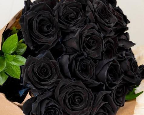 عکس گل مشکی رز