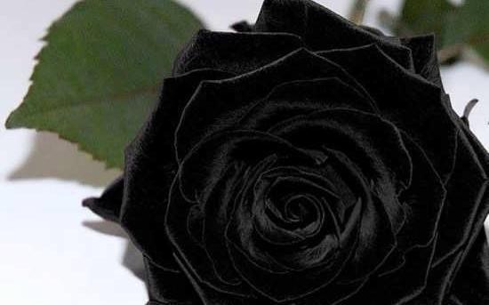 عکس گل مشکی رز
