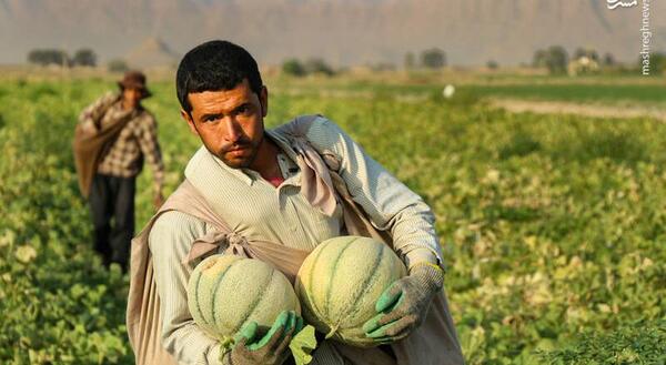 عکس طالبی