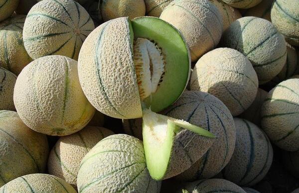 عکس طالبی