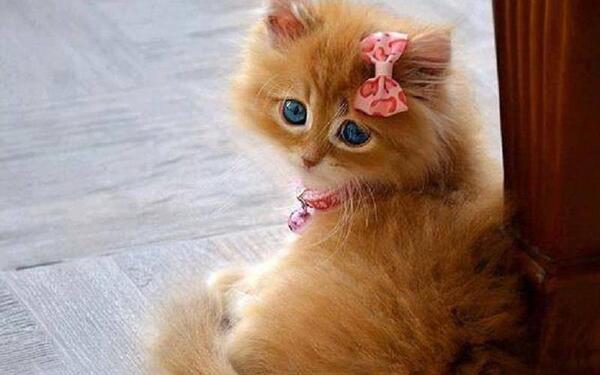 عکس گربه های ملوس