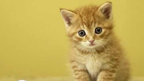 عکس گربه های ملوس