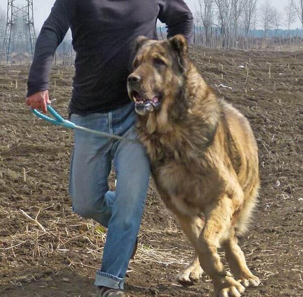 عکس سگ جدید