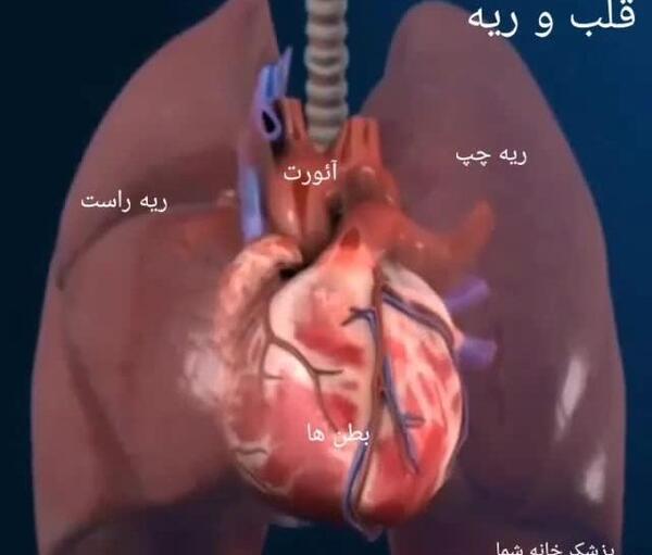 عکس ریه واقعی انسان